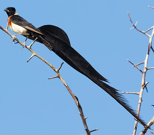 Long-tailed Paradise-Whydah male